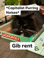 /cats/gib.rent